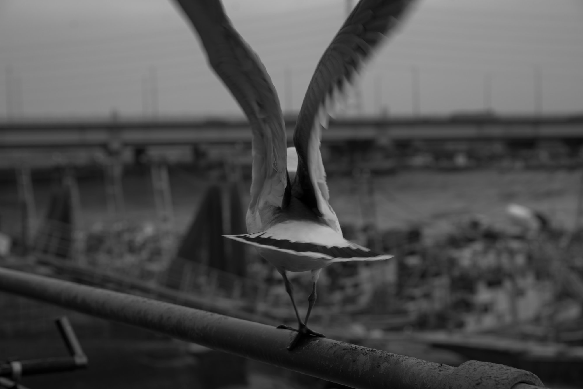 Black & White Photography