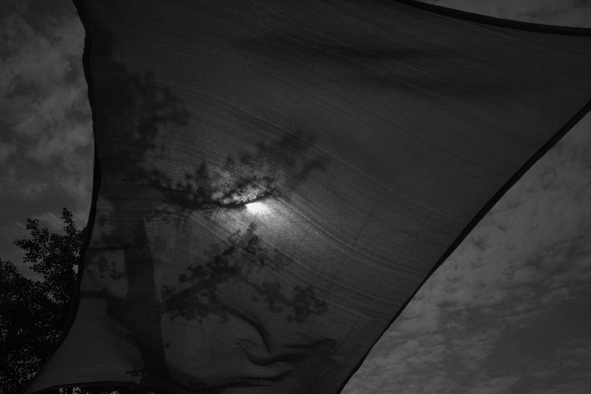 Sunlight through canopy