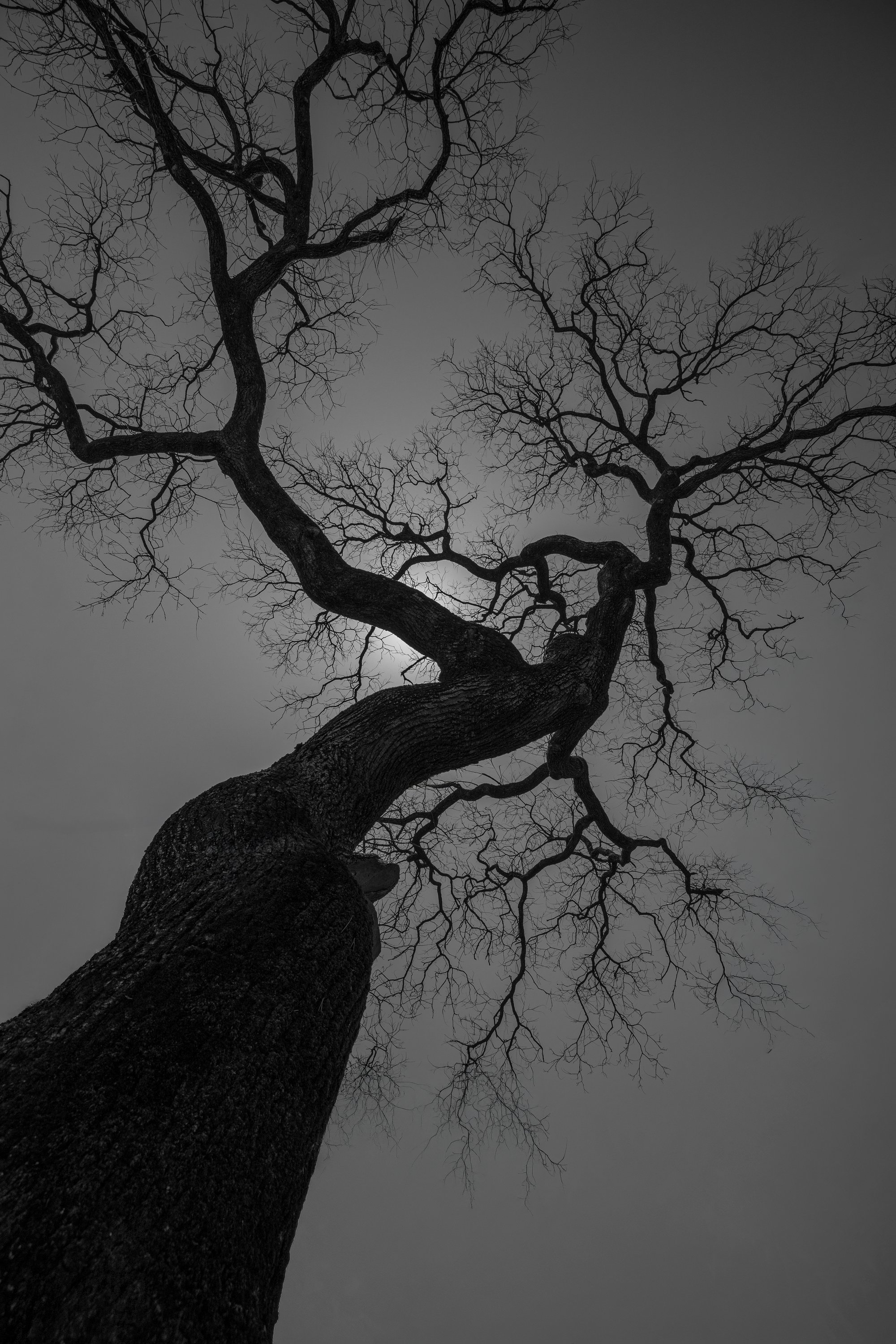 Tree silhouette